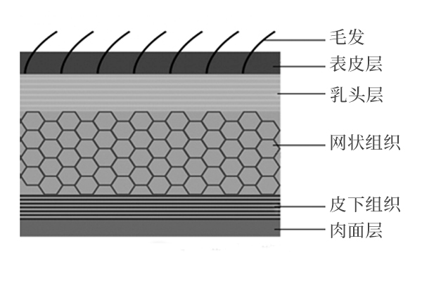 皮革組成與結(jié)構(gòu)