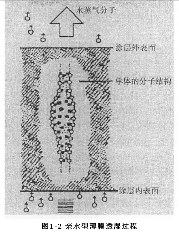 親水型薄膜透濕過(guò)程